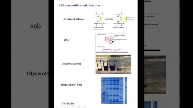 SDS PAGE   ELECTROPHORESIS OF PROTEIN
