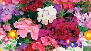 Флокс красивый гном. Краткий обзор, описание phlox drummondii f. nana cоmpacta krasivyy gnom