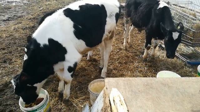 Новая жизнь в подстилке или новая жизнь подстилки//Уборка у коз смотреть онлайн