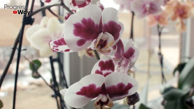 Цветы Сходят С Ума От Этой Подкормки! Пышное Цветение И Здоровый Вид Домашних Растений смотреть онлайн