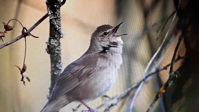 "Поговори со мною, птица!.." - стихи о любви и вечности в авторском исполнении. смотреть онлайн