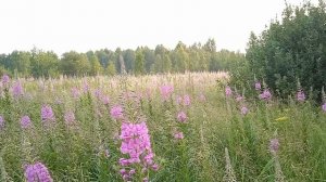 Поле из иван чая