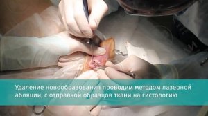 Удаление опухоли в слуховом проходе у собаки
