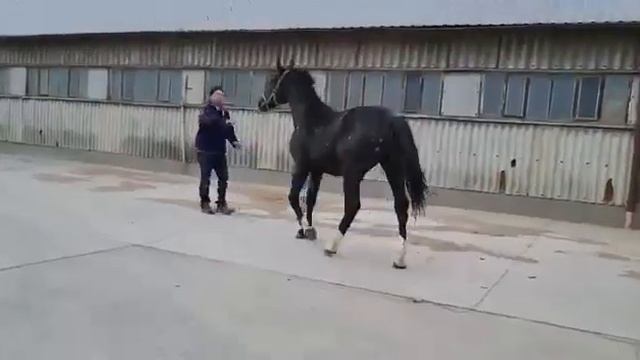 СЛАСКА(Шленская) Европейские породы лошадей(Великопольские, Ганноверские,Голштинские, Липпицианские смотреть онлайн