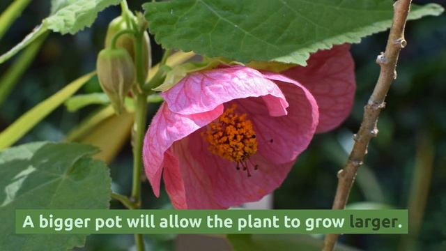 Abutilon: Grow and Care Tips смотреть онлайн