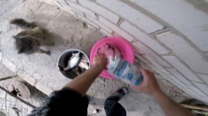 Как засолить тарань густеру плотву ( личное мение )