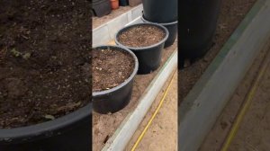 Агробалт. Использование грунта повторно. Как сохранить грунт