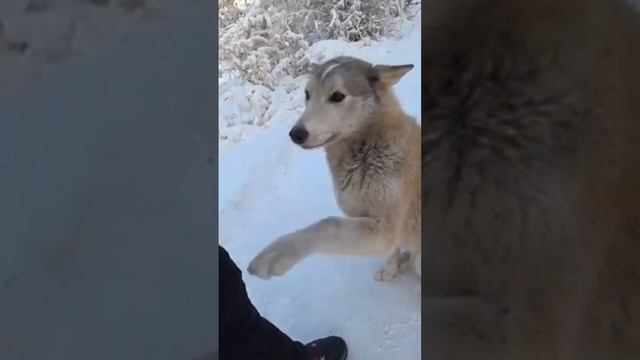 Бездомные собаки.  -50 живут на улице. Якутия. Покармил собак. How dogs survive in Yakutia.