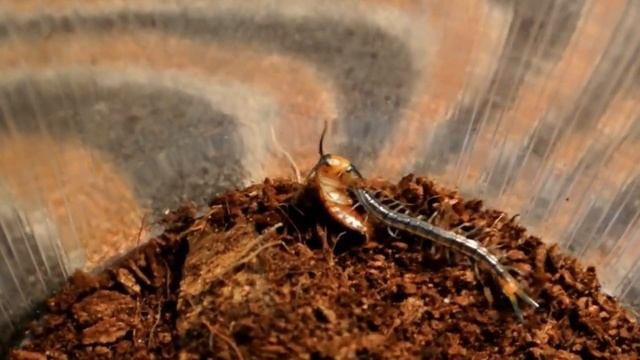 Кольчатая сколопендра (Scolopendra Cingulata) кормление малыша