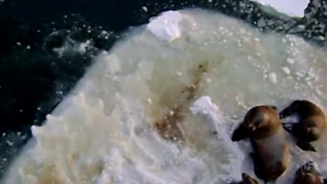 Сивучи на Камчатке смотреть онлайн