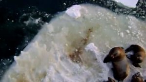 Сивучи на Камчатке