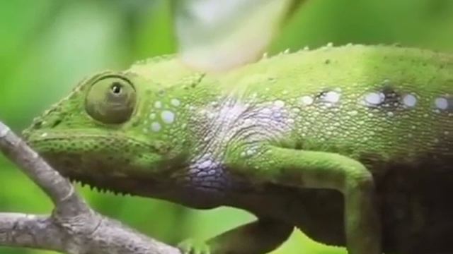 хамелеон смотреть онлайн