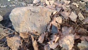 КАК ПЕРЕЗИМОВАЛА БУДЛЕЯ И МИНДАЛЬ В СИБИРИ ?