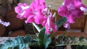 Комнатный цветок—Стрептокарпус. Уход,размножение,вредители.