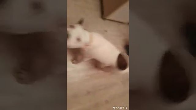 Лорчик Пончик решила поиграть смотреть онлайн