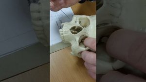 Лицевой нерв на черепе