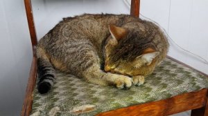 Камышовый Кот Василий 🐱