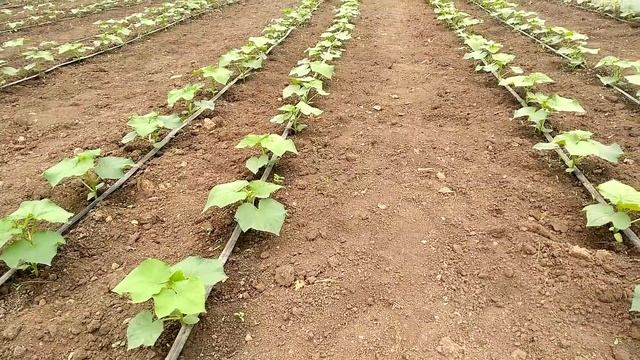 Первые важные подкормки огурцов смотреть онлайн