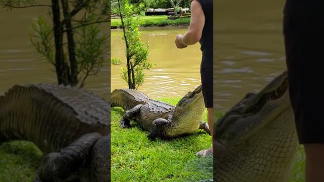 Бухой турист кормит собачку 🤣🤣🤣