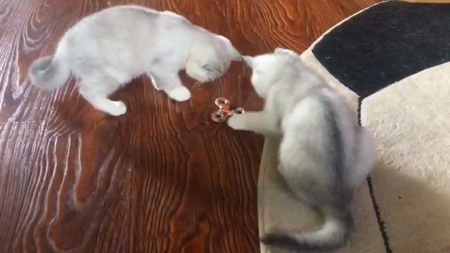 Шотландские котята играют со спиннером / котята окраса серебристая шиншилла и спиннер