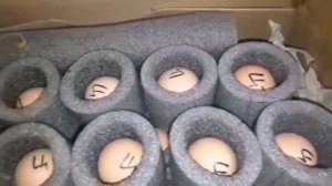 Инкубационное яйцо Почтой России.
