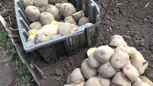 Как разрезать крупные клубни картофеля перед посадкой