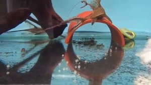 Стурисома панамская. Содержание и разведение.