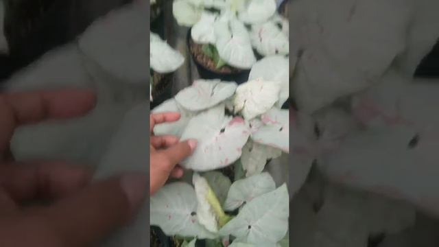 syngonium milk confetti смотреть онлайн