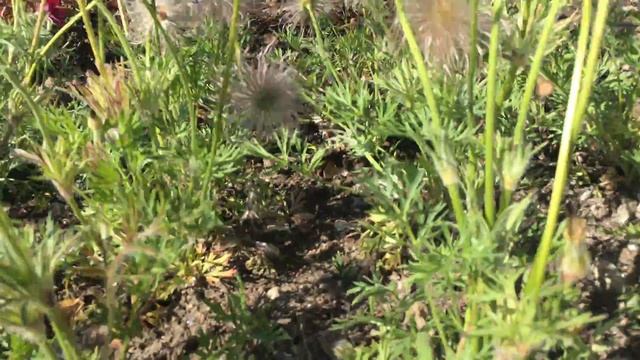 Pulsatilla vulgaris "Rote Clock", Red bells, Pasque Flower Red Clock, Pulsatilla смотреть онлайн