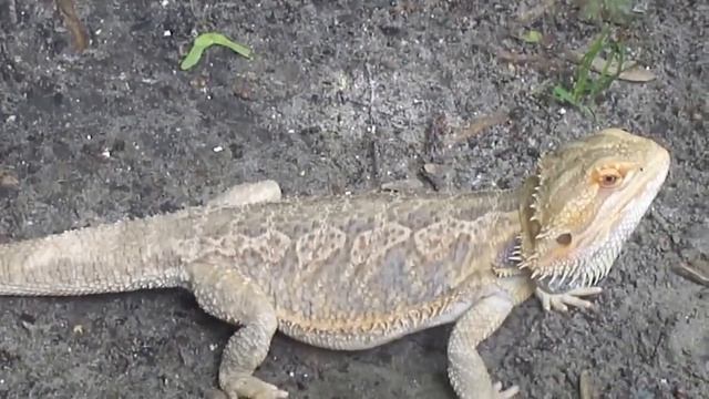 Ящерица Агама смотреть онлайн