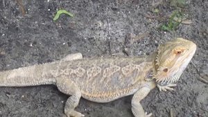 Ящерица Агама