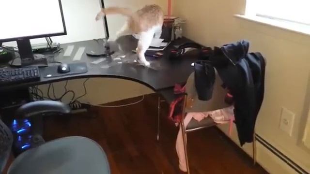 Как отучить кота ходить по столу? / How to wean a cat from walking on a table? смотреть онлайн