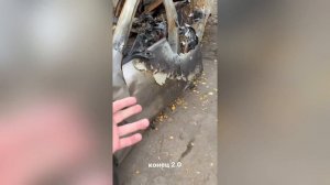 ЛИТВИН СЖЕГ БМВ М8