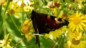 Павлиний глаз или дневной павлиний глаз (нем. Tagpfauenauge) (анг. European peacock)