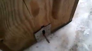 живоловушка на куницу