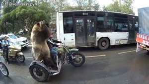 Медведь на мотоцикле