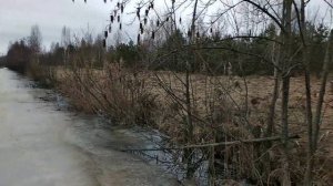 Как искать рога лося? Март 2019