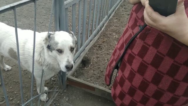 Эксперемент! Разговариваю с собакой по собачьи!