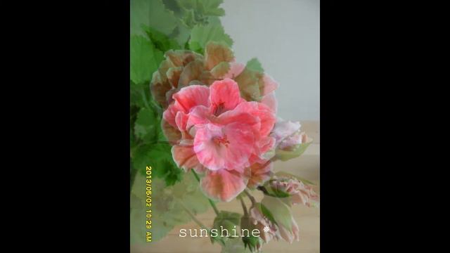 Pelargonium Rosy Morn 1 смотреть онлайн