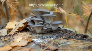 Какие грибы из семейства вешенки встречаются в наших лесах
