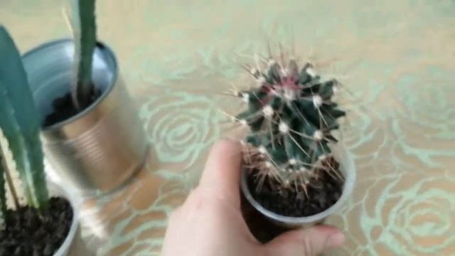 Кактусы из семян. Пять лет спустя? смотреть онлайн