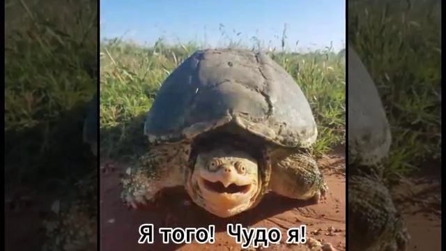 Смотрим живые фото милых животных