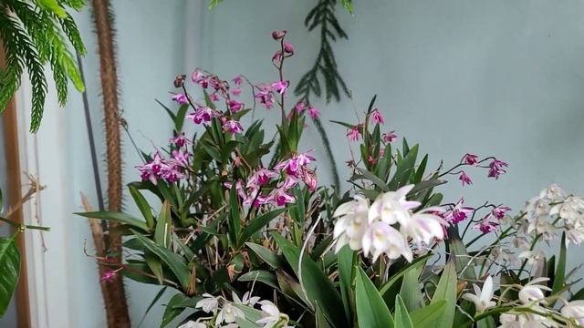 Dendrobium kingianum. Описания и уход. смотреть онлайн