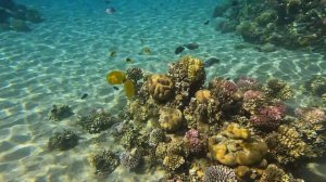 Fort Arabesque Makadi Bay, Coral Reef, GoPro 10, 4K