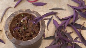 Purple Heart Care and Propagation(Tradescantia Pallida) Urdu