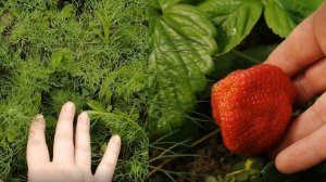 Укроп растёт как сорняк Нещадно выпалываю Клубника рада такому соседству Хватает всегда на всех.