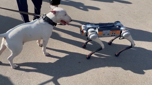 Робот-собака и бультерьер. Вот оно - будущее! смотреть онлайн