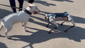 Робот-собака и бультерьер. Вот оно - будущее!