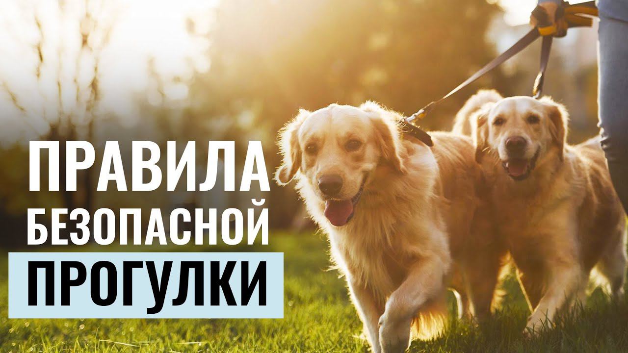 Собаки и ПРОГУЛКА: Правила для комфортной и безопасной прогулки с питомцем