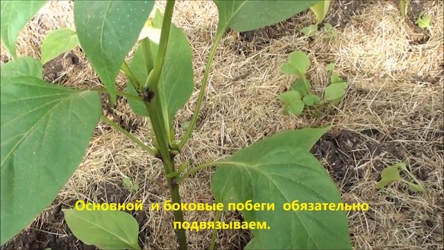 От чего зависит урожай перца? смотреть онлайн